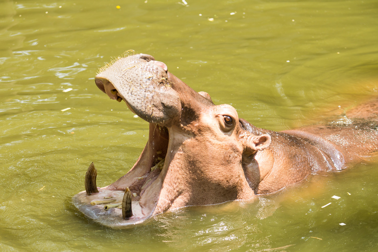 Welt der Tiere