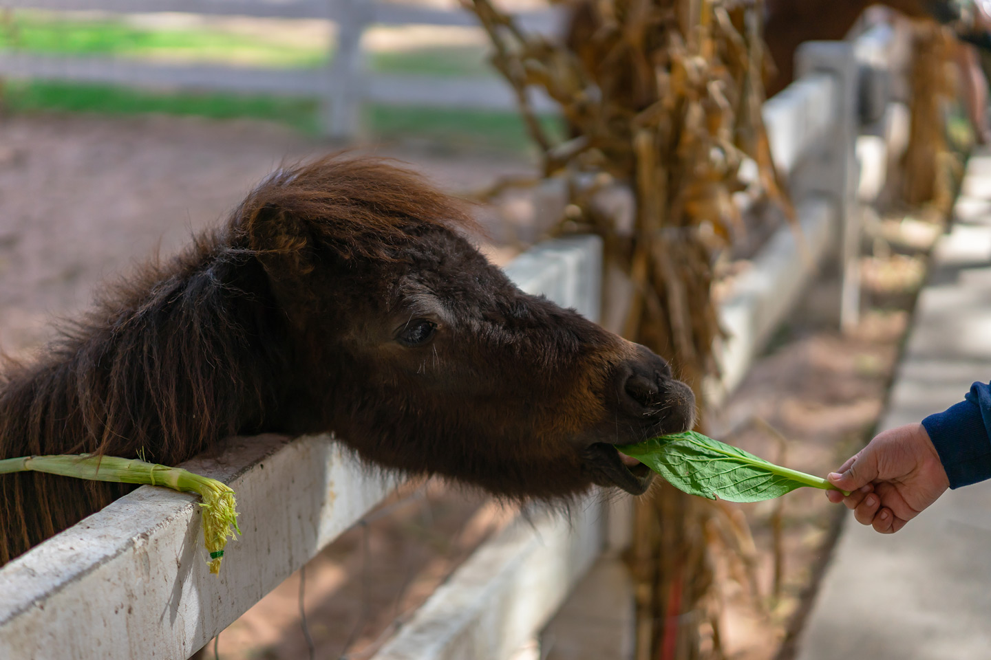 Welt der Tiere