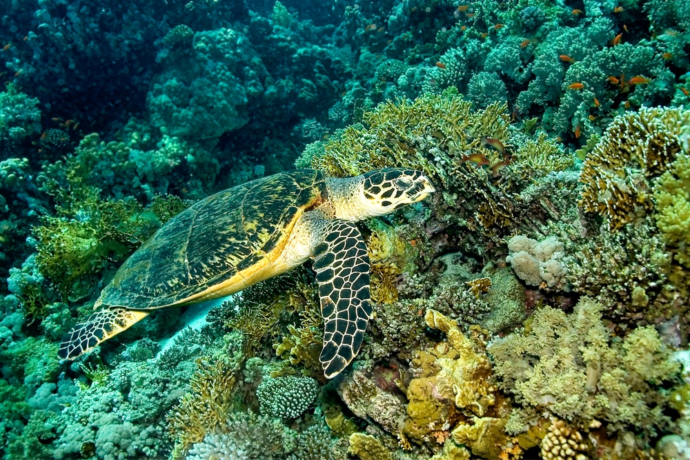 Snorkeling i nurkowanie w Ras Mohammed