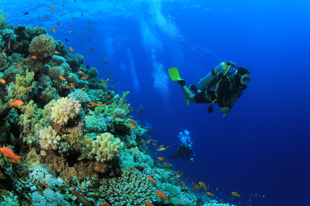 Snorkeling i nurkowanie w Ras Mohammed