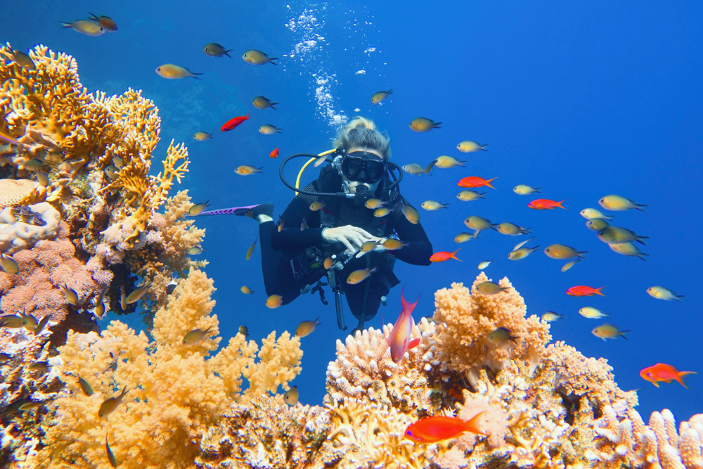 Snorkeling i nurkowanie w Ras Mohammed