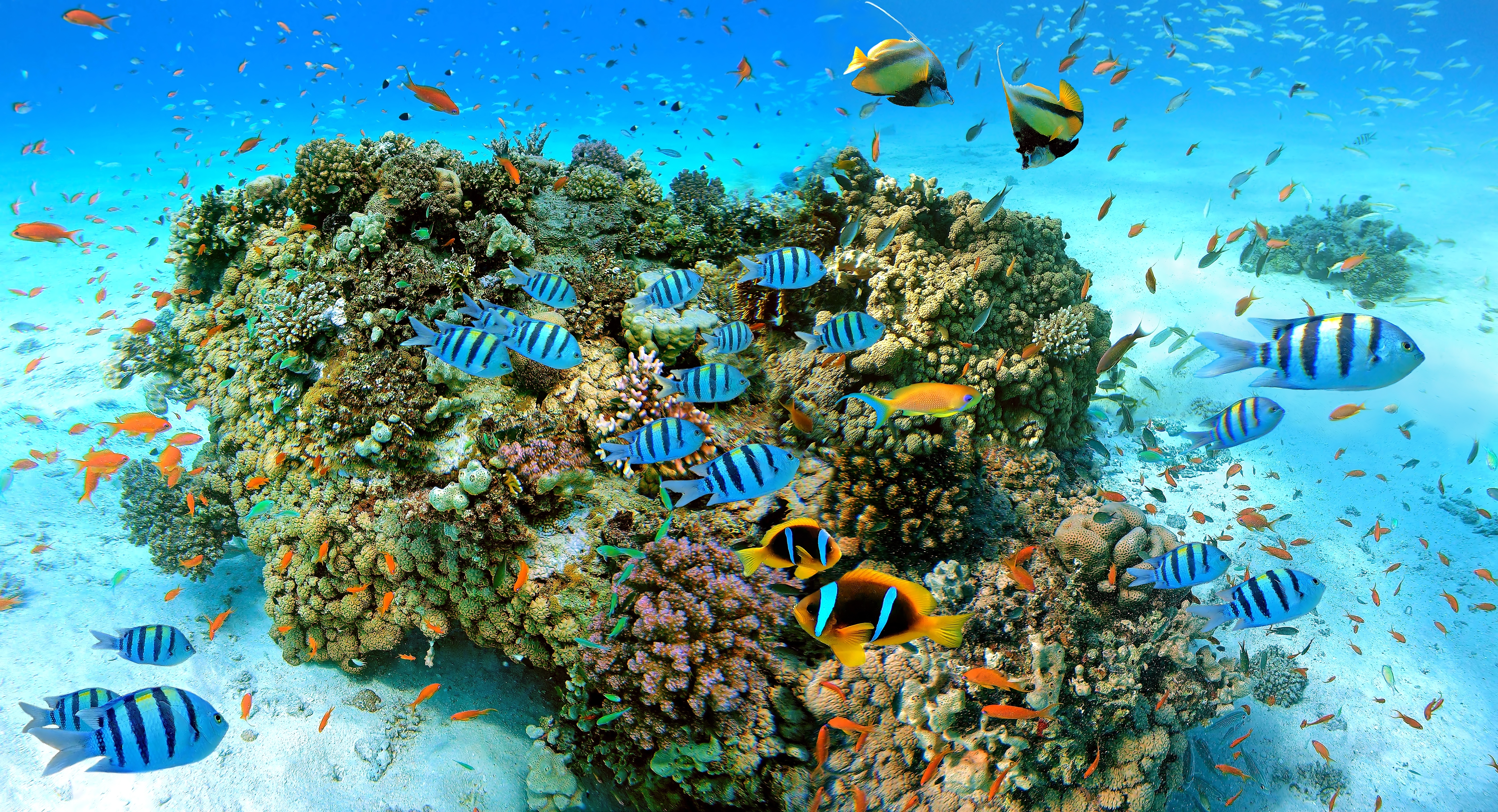 Snorkeling i nurkowanie w Ras Mohammed