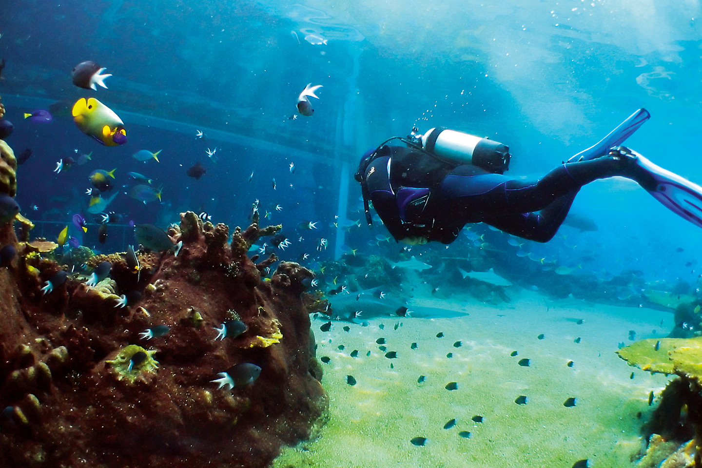 Diving Alanya