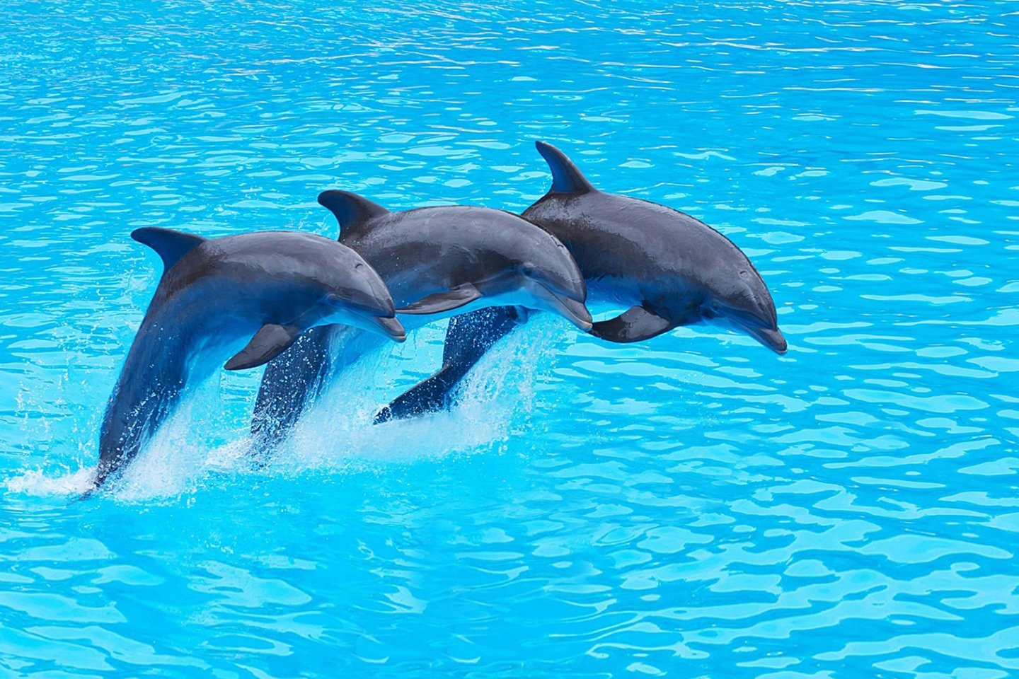 Dolphin Park