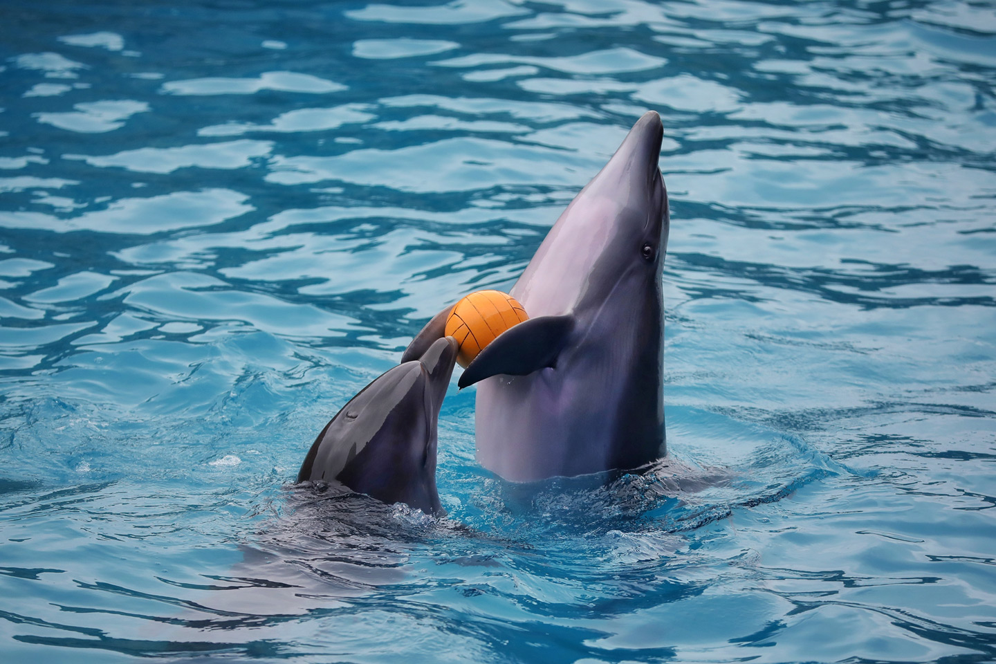 Delphin Show