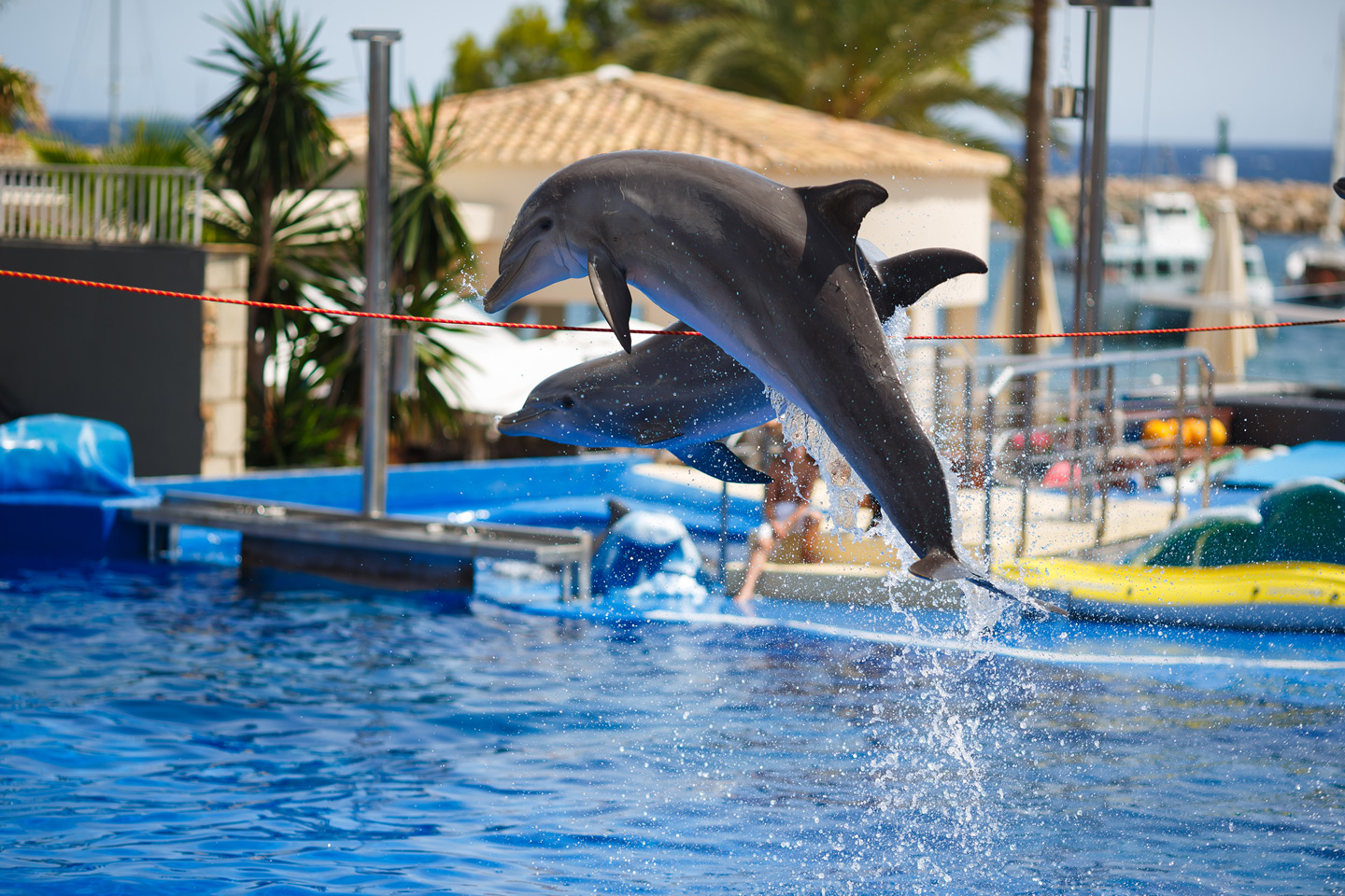 Delphin Show