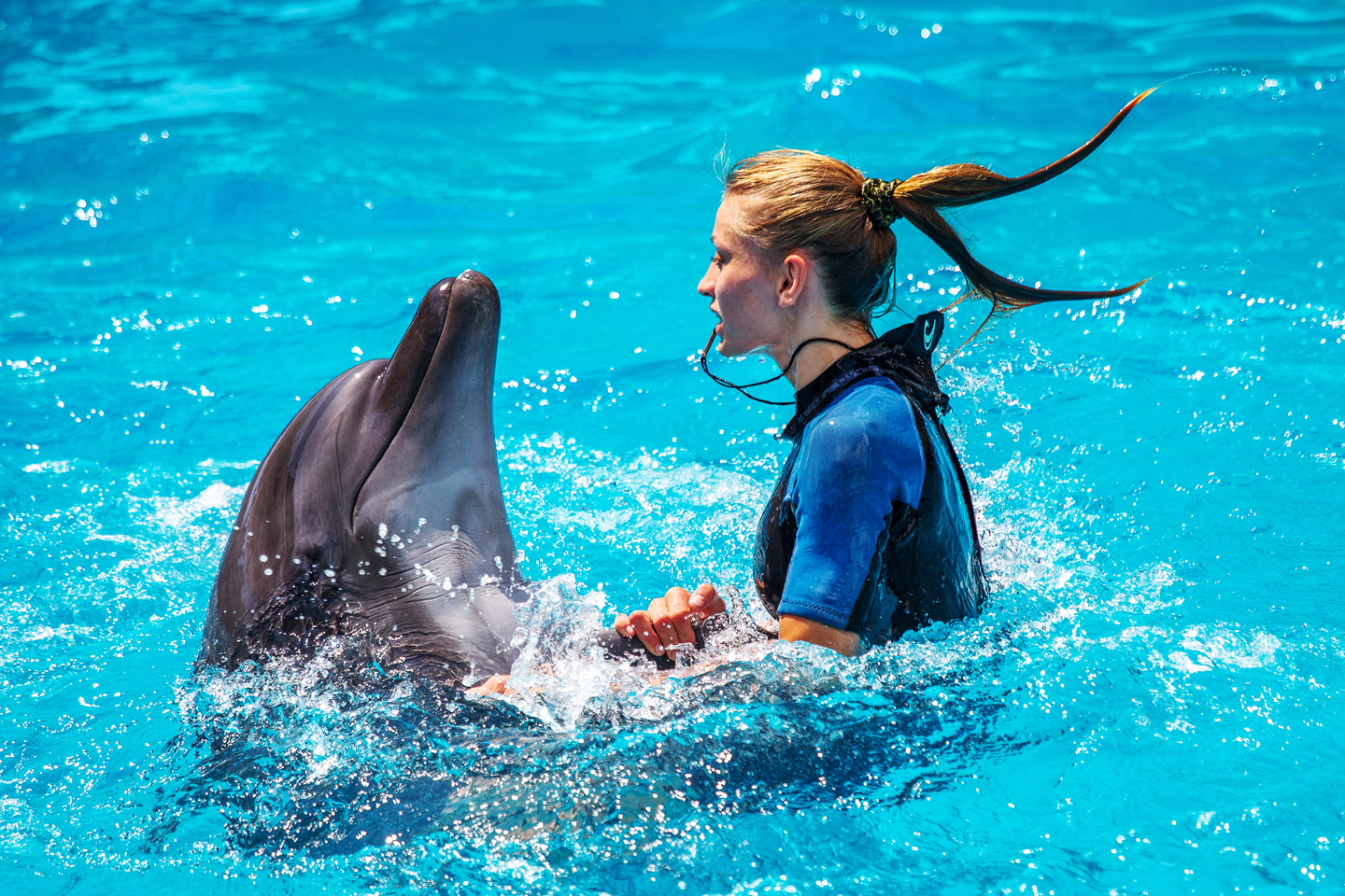 Delphin Show