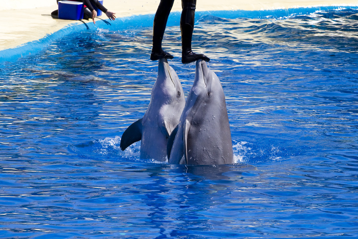 Delphin Show