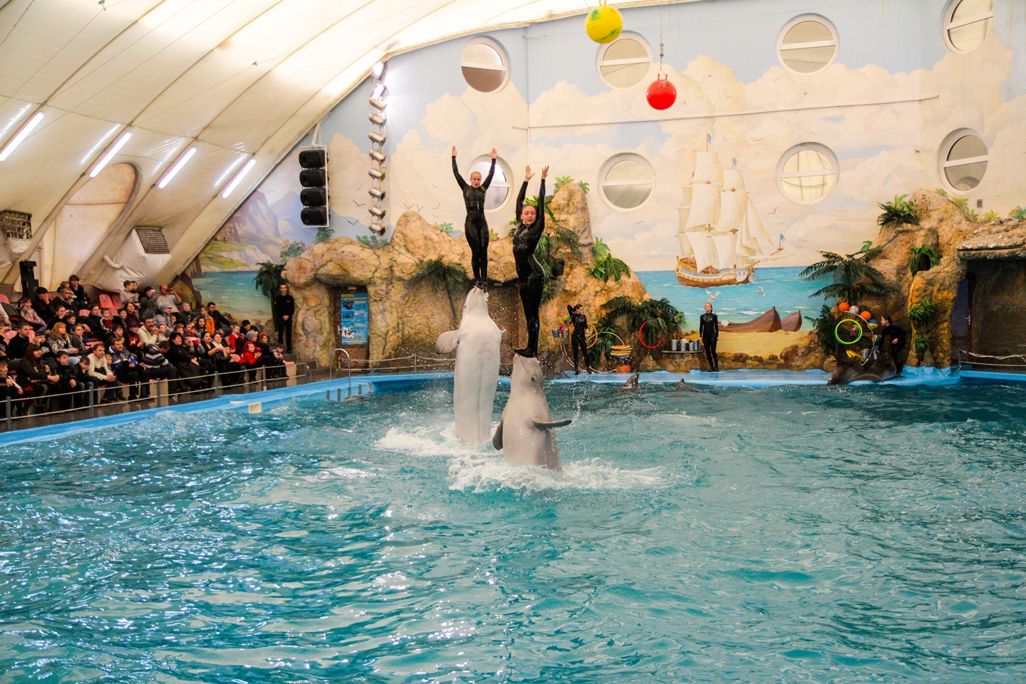 Dolphin Show & Safari