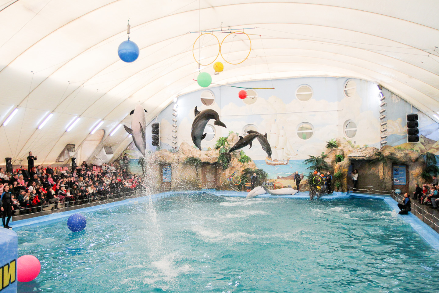 Dolphin Show & Safari