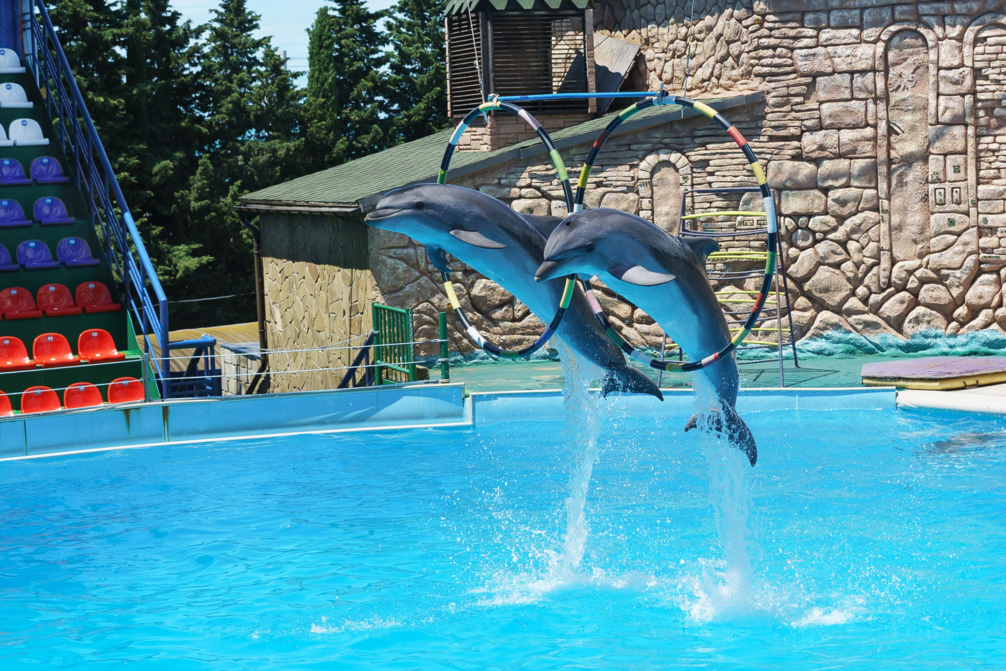 Dolphin Show & Safari