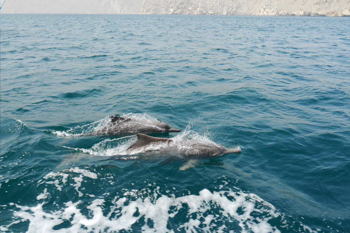 Musandam Oman Dhow Cruise