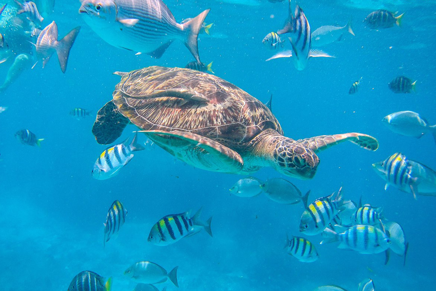 Wyspy Similan 1 Dzień