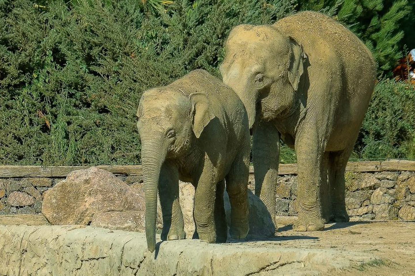 Wildlife Park Tour