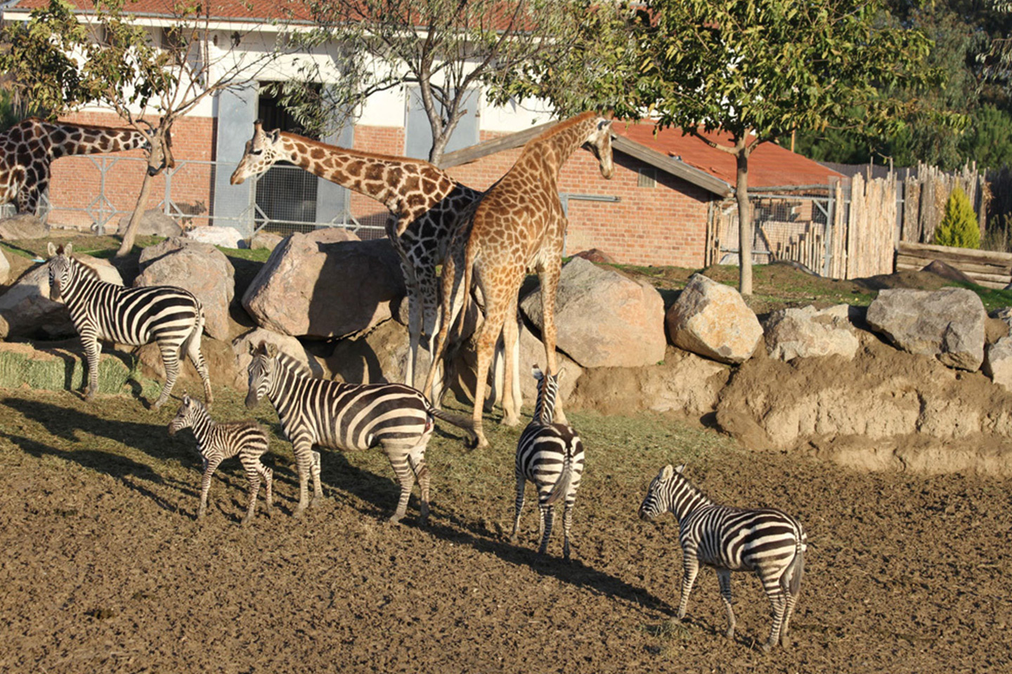 Wildlife Park Tour